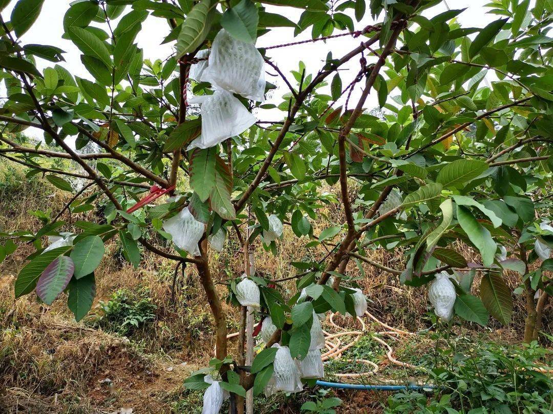 小眉村番石榴今年卖火了