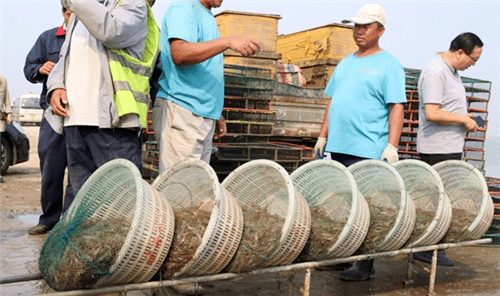 神奇!这种粗放的养虾方式,卖价更高?_盐田