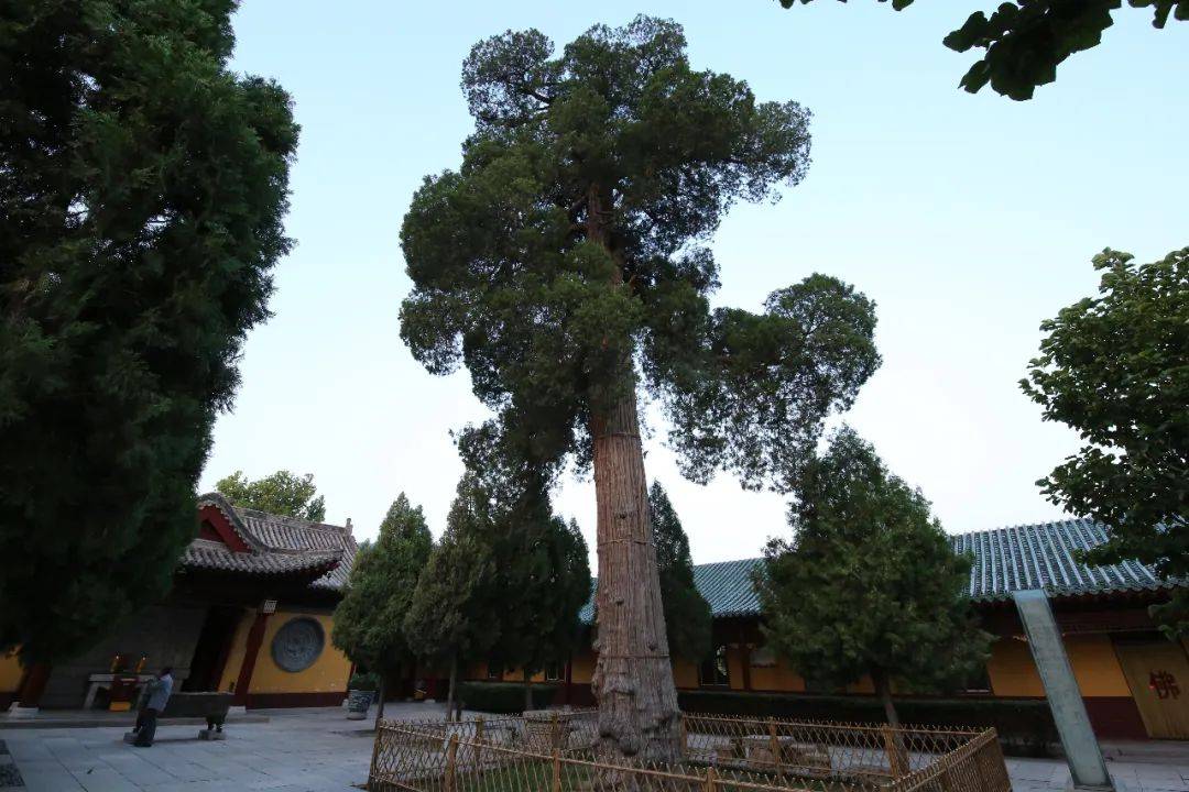 古柏挺拔苍劲,浓翠繁茂,其中一株为侧柏,不结子,其柏叶可以用来泡茶