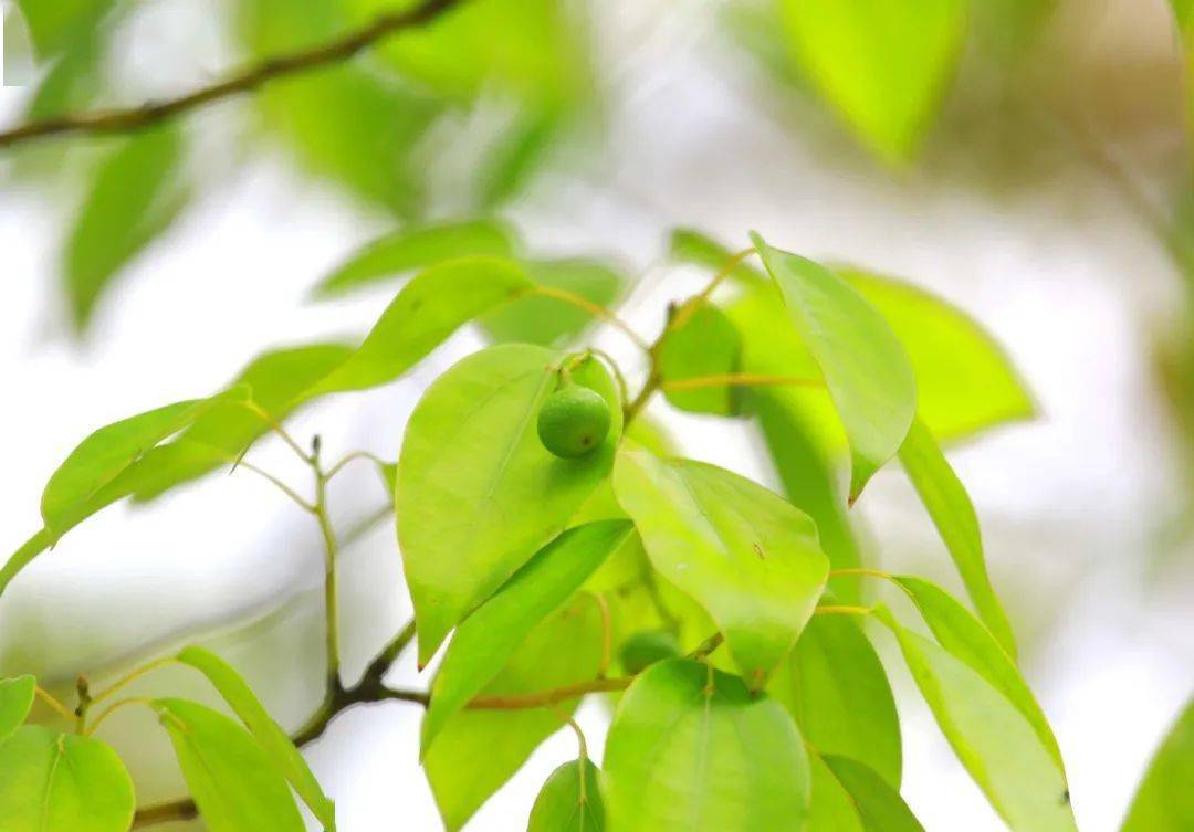 长沙市的市树居然有这么多种颜色