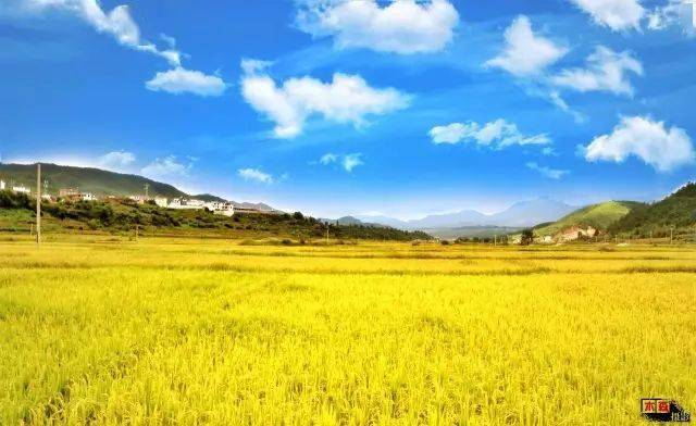 风光羊岑故乡的那一片稻田