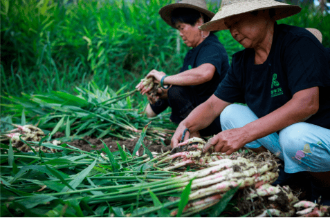 轰动铜陵动物园门票免费送更有爱心助农免费领白姜
