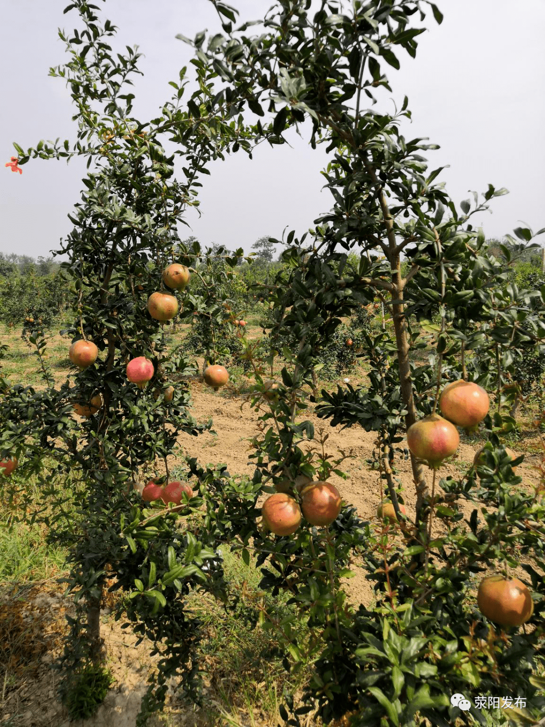 【品牌兴农工程】谷丰秋实乐满园——荥阳谷丰庄园休闲采摘游记