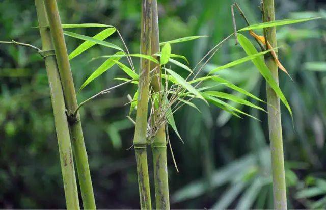 竹种类小黄苦竹