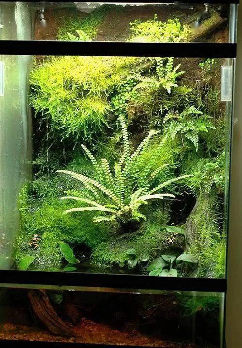 全球顶尖苔藓缸造景作品