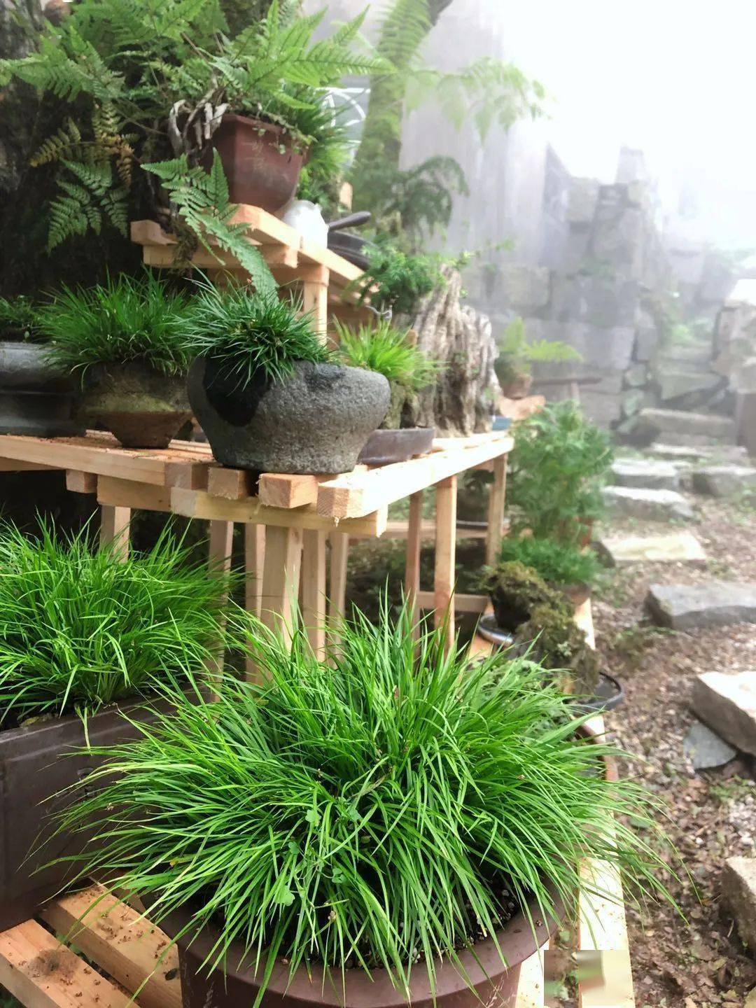 菖蒲养殖口诀解析