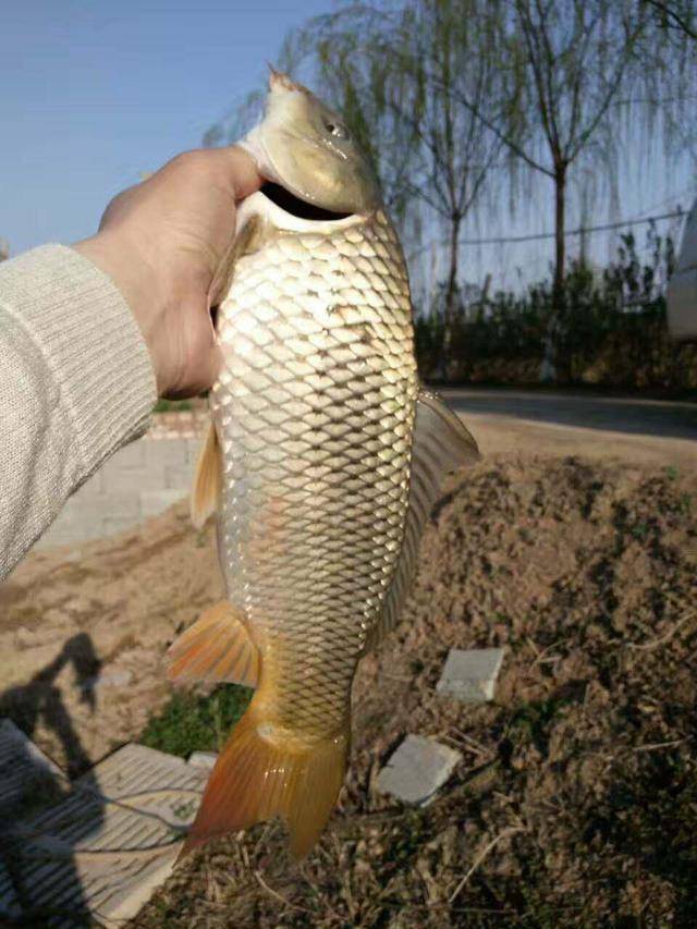 淺談黃河鯉魚人工生態高效養殖技術