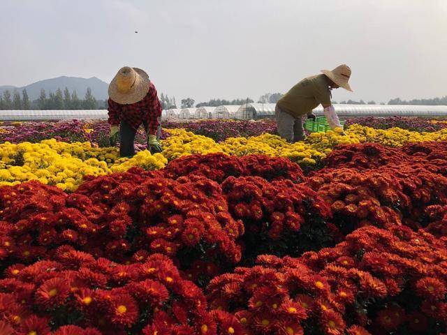 十一赏菊,京郊尽是好去处_菊花