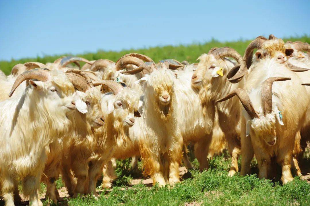 由内蒙古亿维白绒山羊有限责任公司牵头