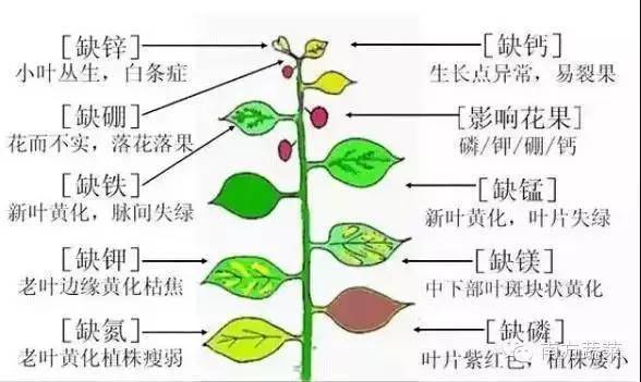 作物病害黄瓜缺素症状诊断及防治对策全