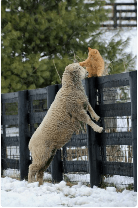 第一次见到猫和羊的组合也太有爱了吧