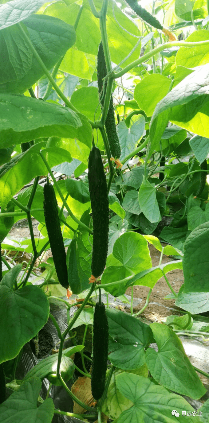 执行标准化,黄瓜产量大翻倍