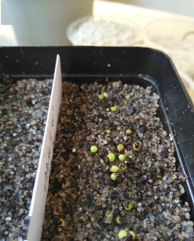 仙人球也可以播种发芽率高出苗多长胖又开花