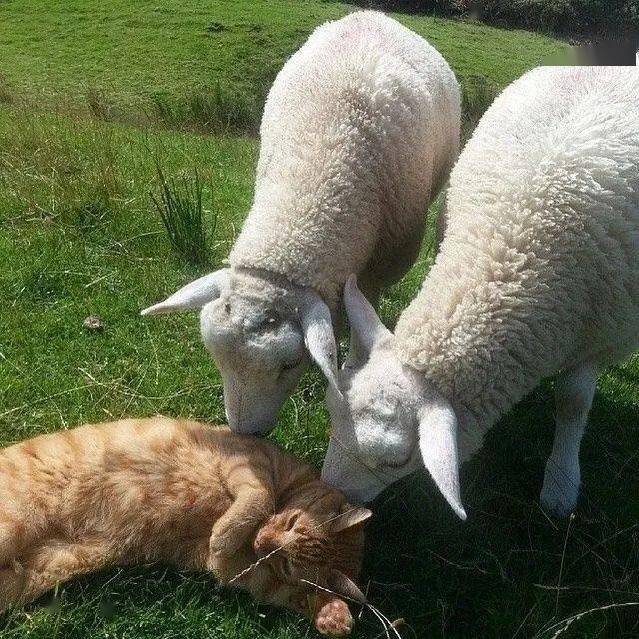 猫和羊的组合,也太有爱了吧!
