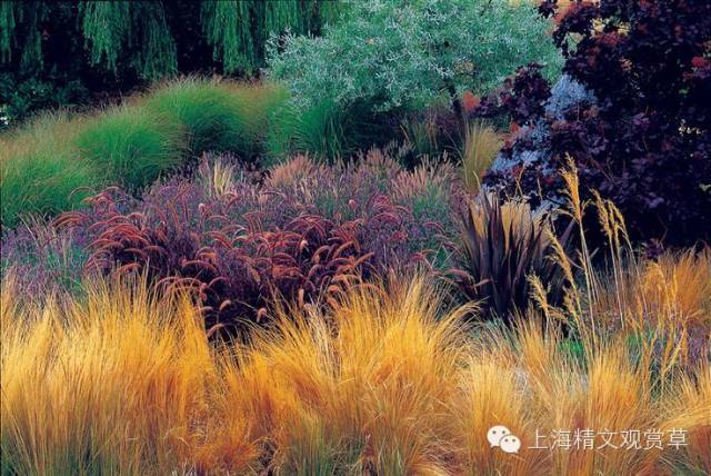 国外观赏草花境赏析-搜狐大视野-搜狐新闻