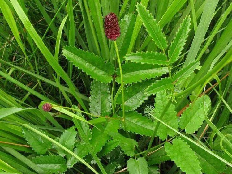 的止血,在野外,如果出现外伤出血,又没有其他药物的时候,捣烂地榆根