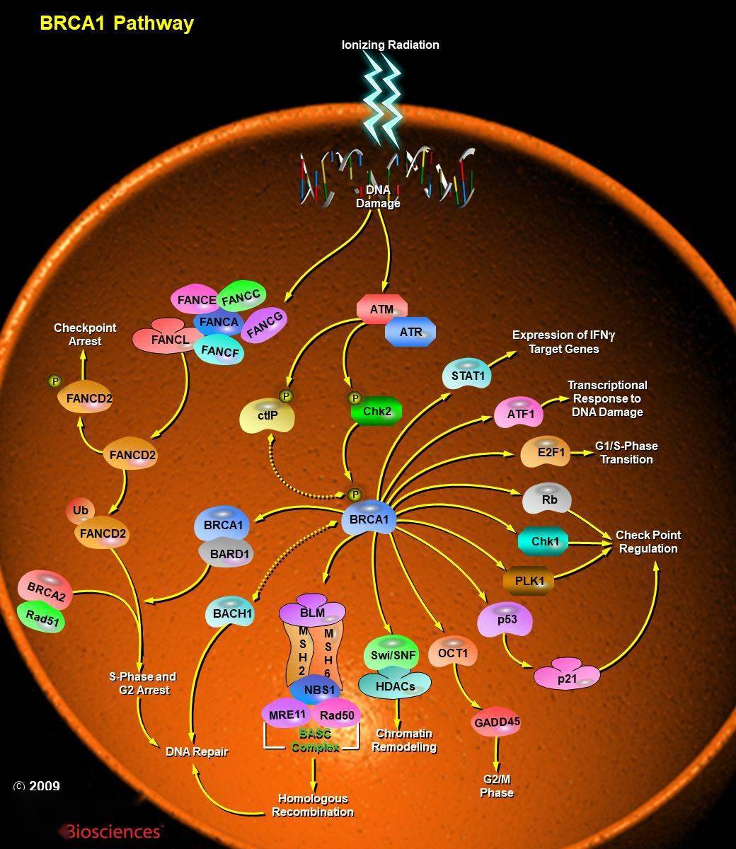 细胞信号通路详解之brca1信号通路