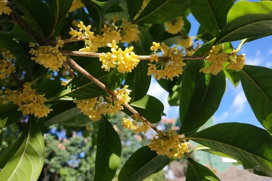 棵棵桂花樹幽香報中秋