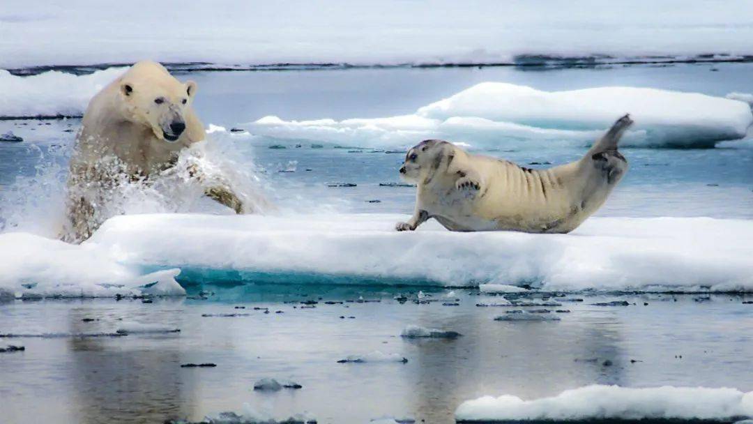 8分的纪录片,牛逼炸了,看过没有不被震撼的_海豹