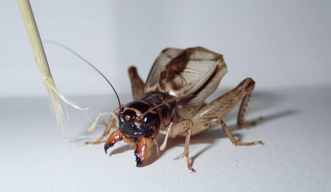 宁阳虎头翅与河北红牙黄