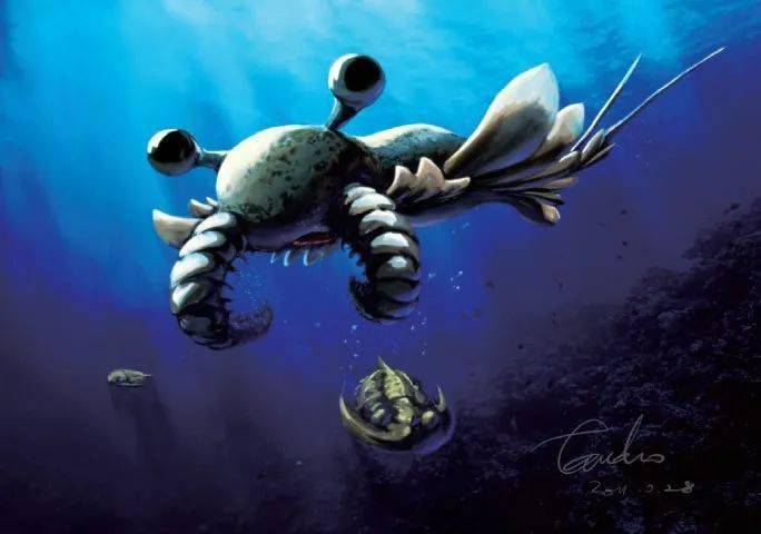 奇虾(来源网络)