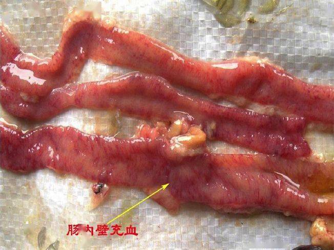 教您几步看鱼的肠道是否健康降低养殖成本这个方法效果好