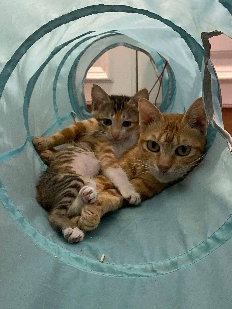 厦门小狸花猫和成年大橘猫待领养