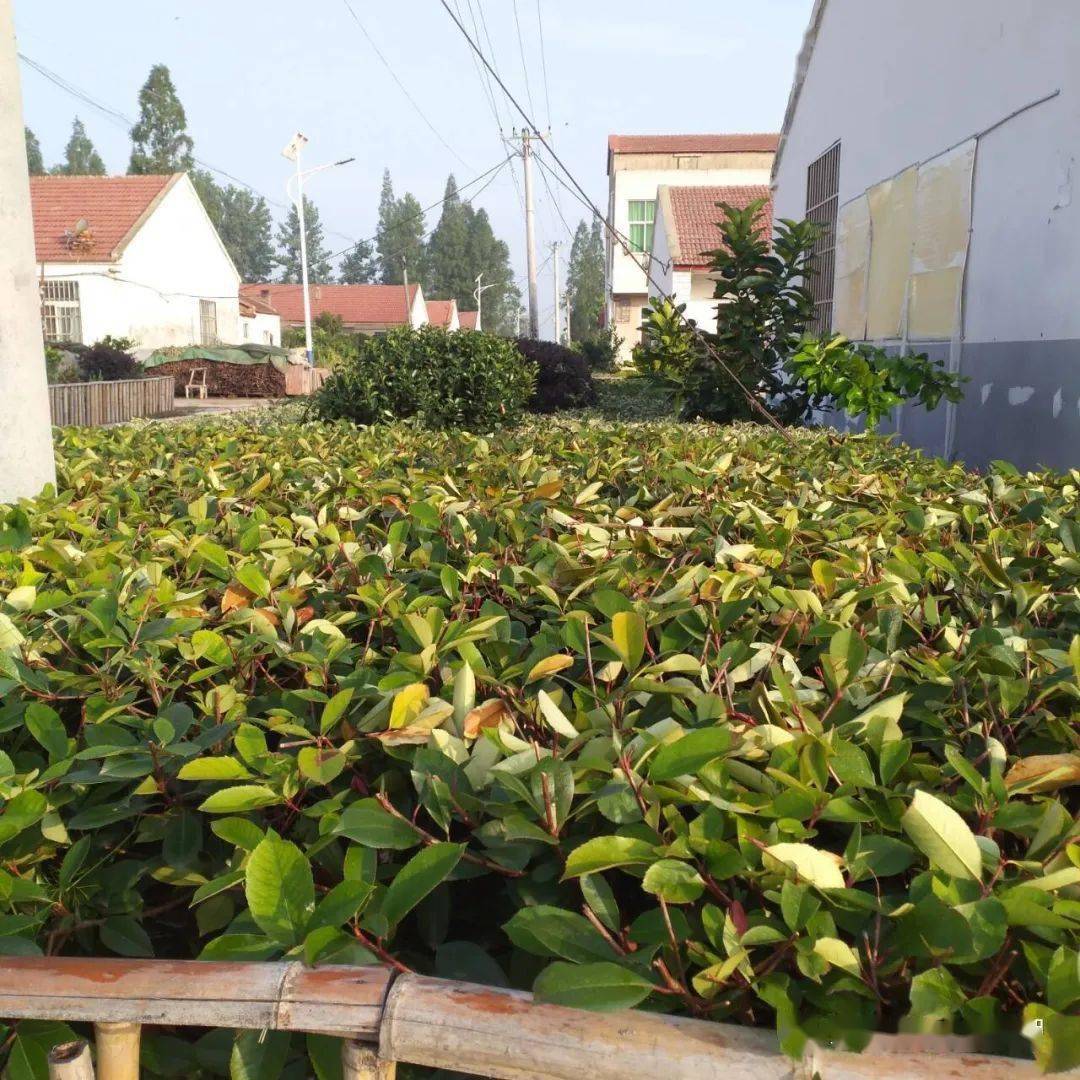 朱湖村塆大清扫崭新环境迎国庆