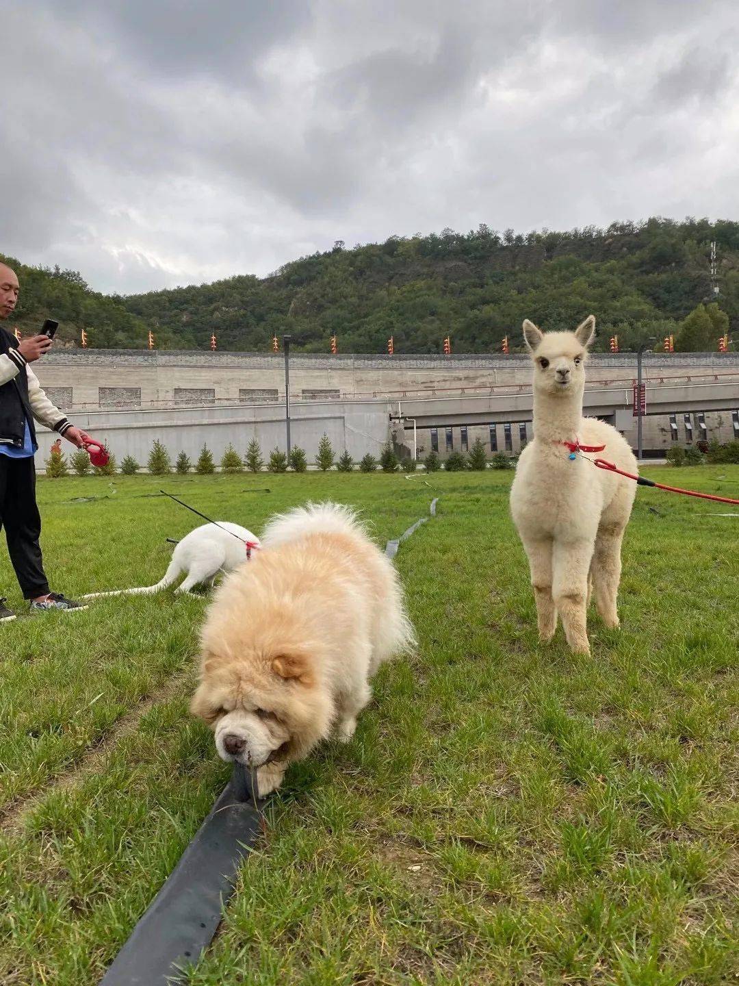 撒欢儿蹦跶图片图片