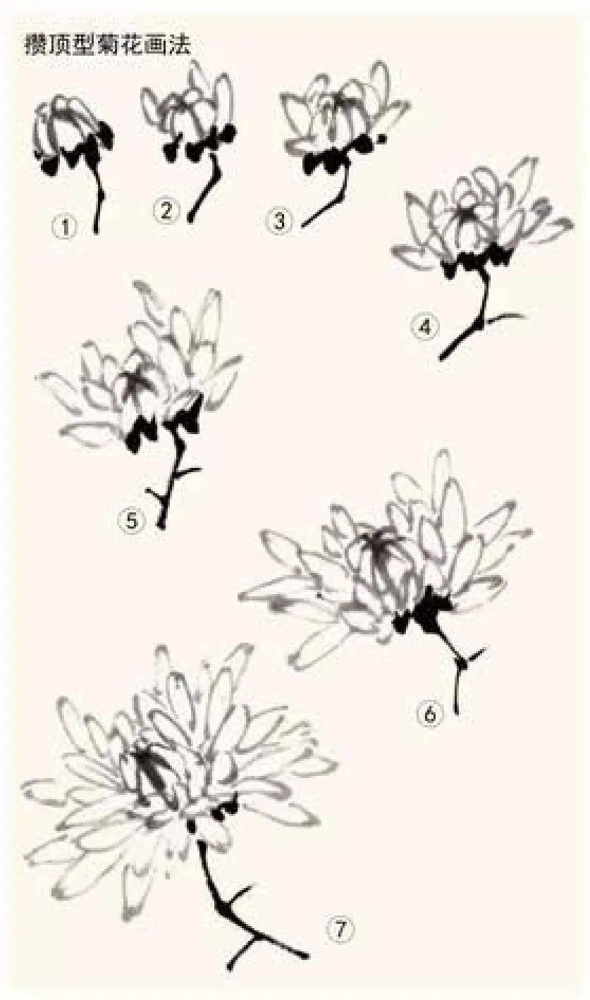 菊花花头的画法 菊花虽然品种繁多,但在写意画中通常被归纳为两种花