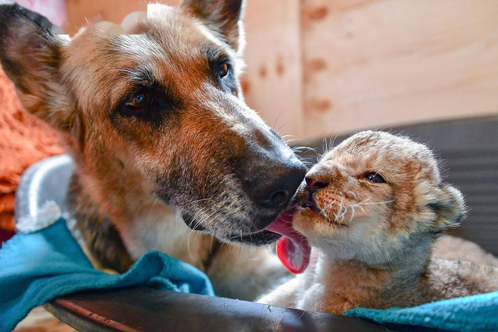 俄羅斯:牧羊犬給兩隻幼獅當