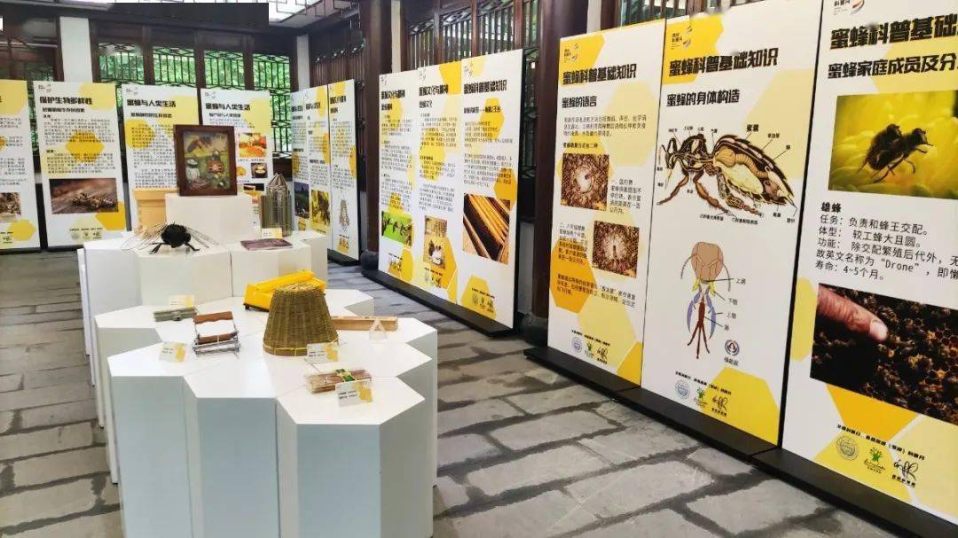 蜜蜂效应精彩继续