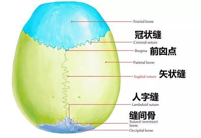 解剖详解丨一文读懂颅骨解剖-美图分享_cm
