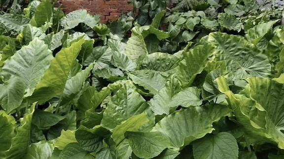 农村到处都是这种草名叫野生芋头不知道你们叫什么