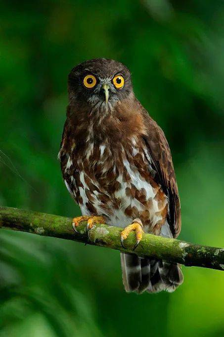 鹰鸮(网络图)对破坏生态环境和自然资源的违法行为巴东检察机关不仅