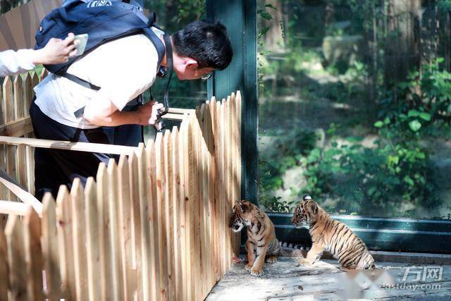 超萌奶兇上海動物園小老虎姐妹營業啦