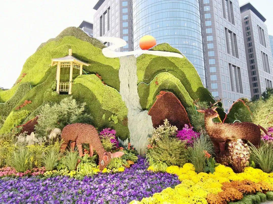 国庆花坛常见的草花图片