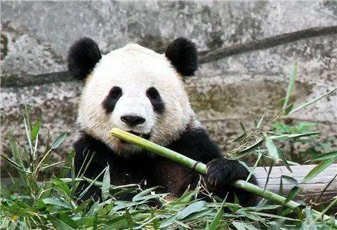 乘轨道 游重庆丨自然景观,人文历史……你想去的这两条线上都有