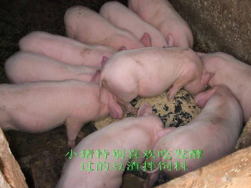 案例南宁市郊区李老板用发酵豆渣喂猪降低成本提高效益效果好猪场不臭
