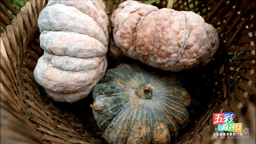 难怪农场南瓜,都躲藏在草丛里,这种南瓜是老嘉兴人最喜欢吃的癞皮南瓜