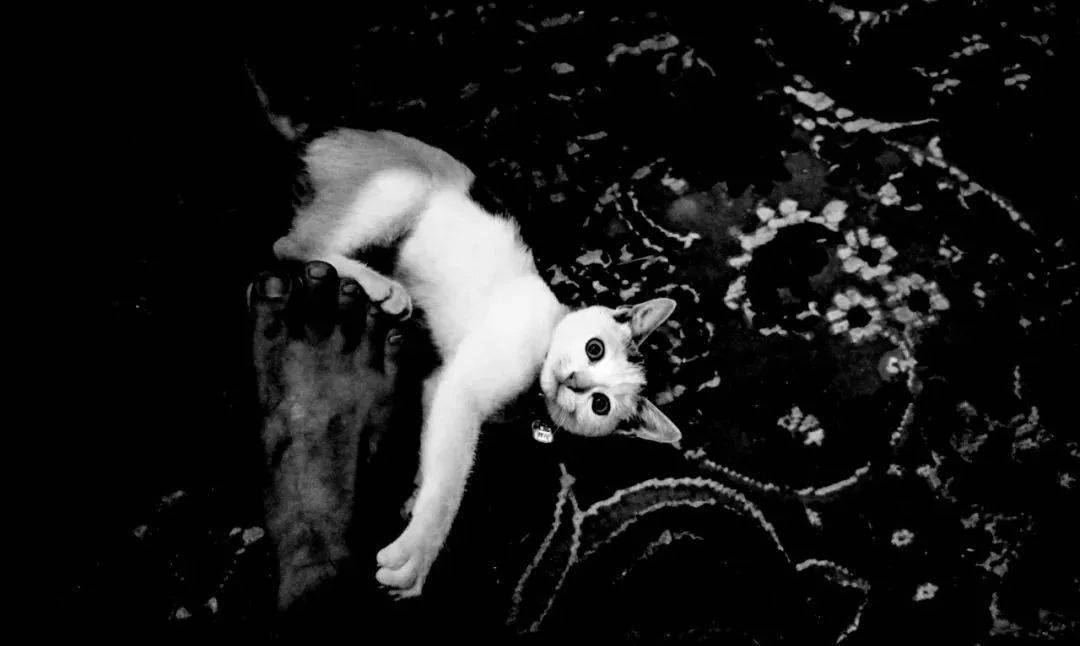 图/奉秦林的猫——贾科梅蒂火灾中,在伦勃朗和一只猫之间,我选择拯救