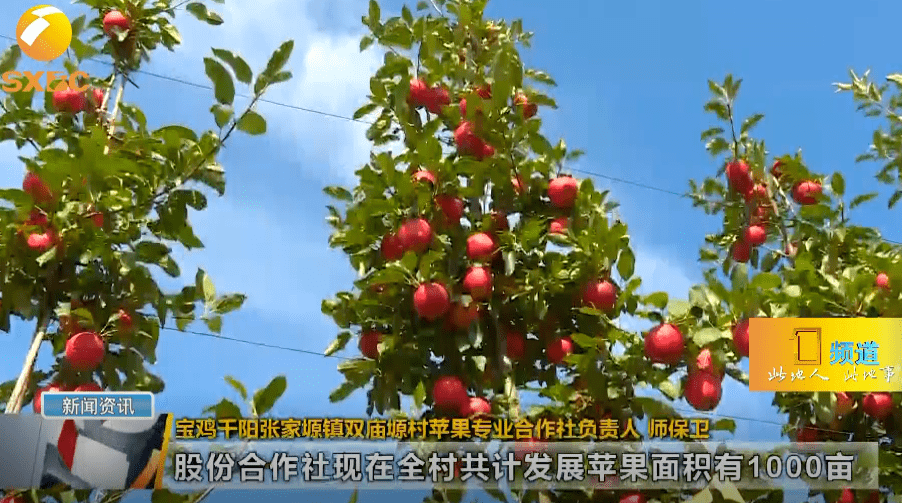 花椒产量每亩