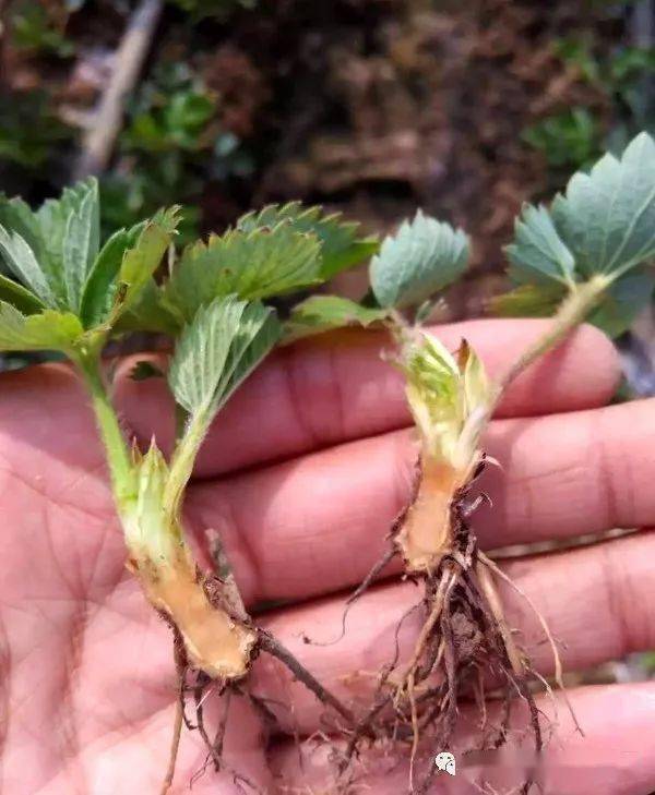 草莓养根死苗用药配方大汇总值得收藏
