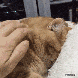 猫咪生气时的样子和女朋友好像哦