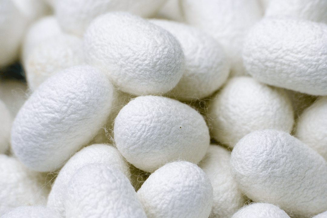 "富安蚕茧"通过国家农产品地理标志专家评审_的生产