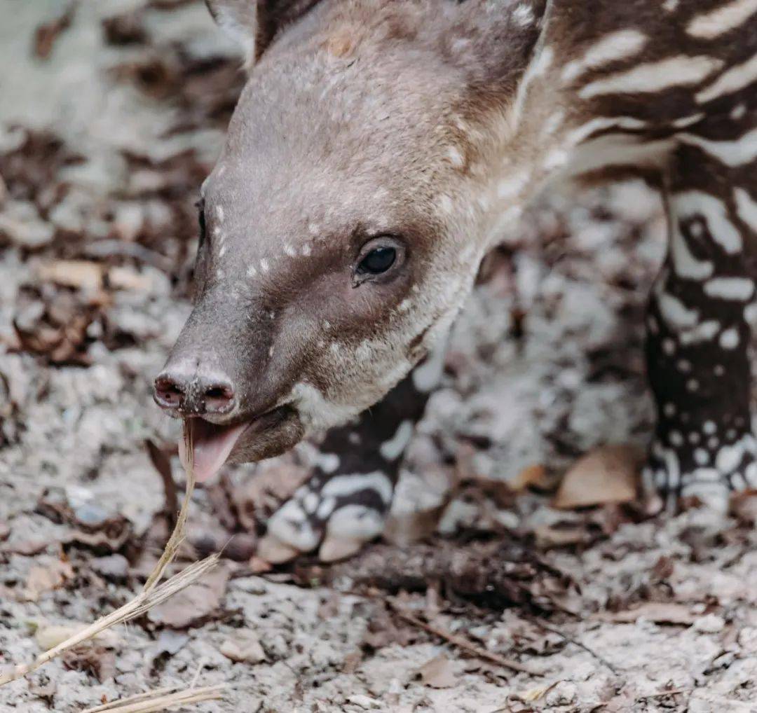 小貘宝宝满月满身斑纹三个月就褪要看抓紧
