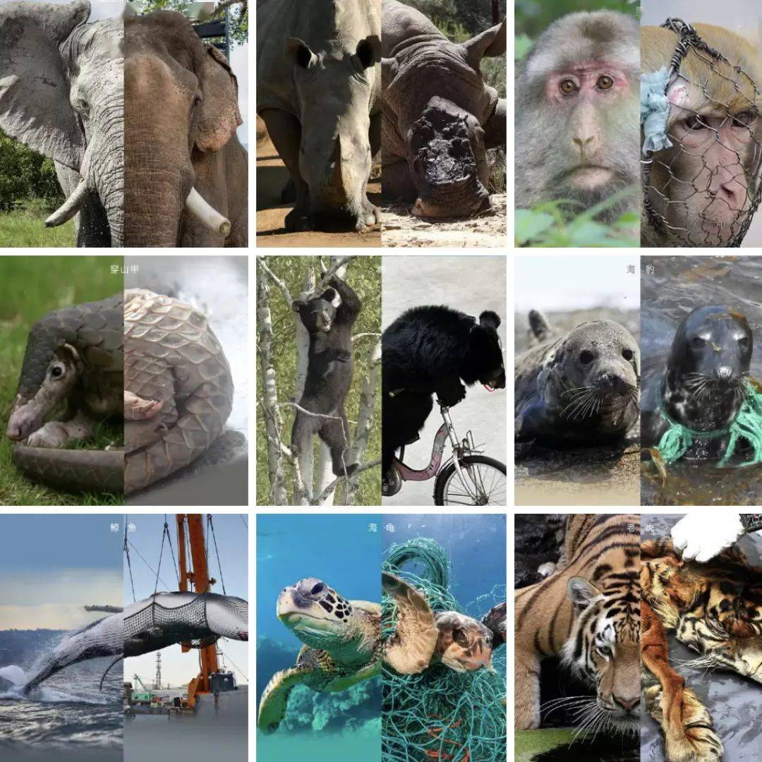 野生动物灭绝速度图片