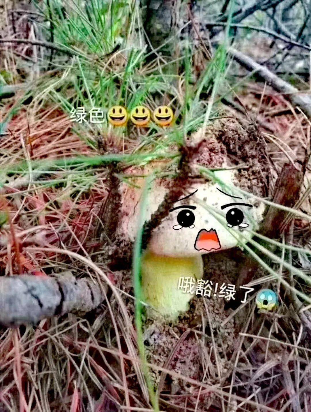 上几顿是从夏天到秋天的山珍野生菌对于云南人来说因为整个雨季云南人