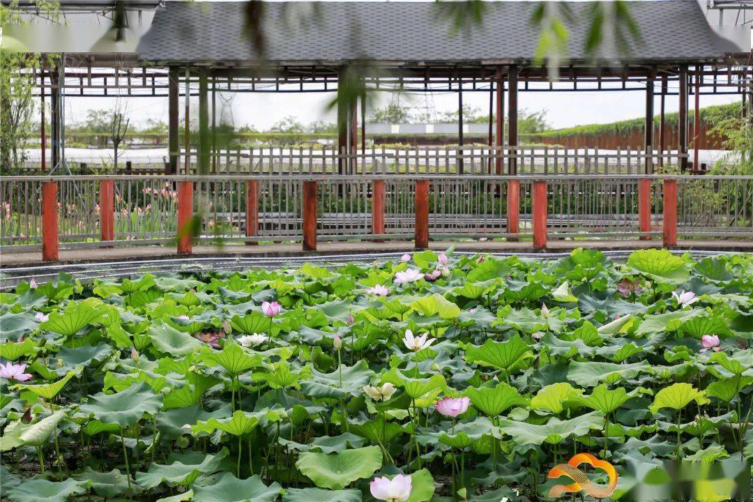 田园留影,水池嬉戏花海漫游,赏花摘果丰华园人和镇位于广州市白云区