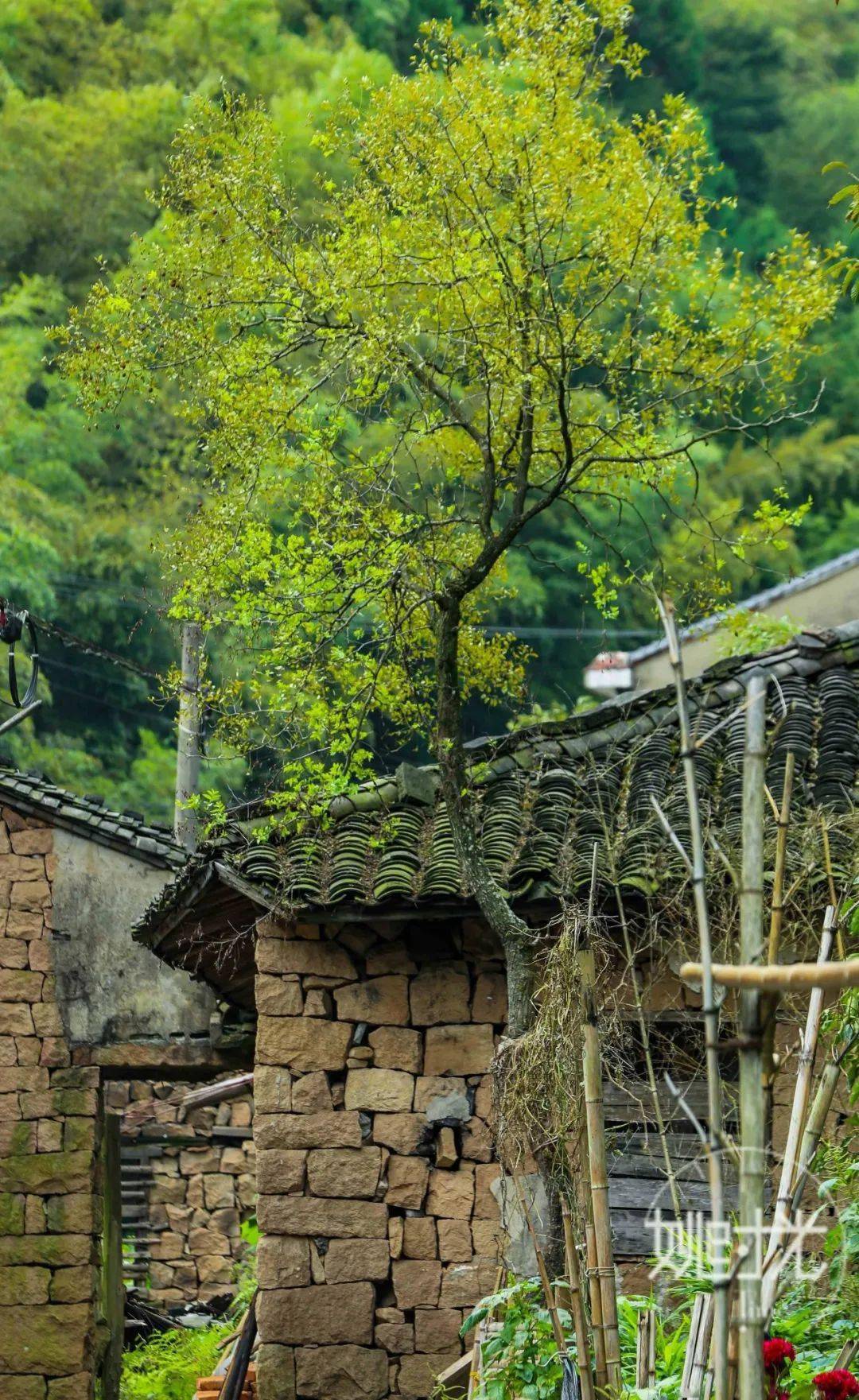 古道悬崖小溪竹林鹿亭这个山清水秀的村庄太适合国庆出游了